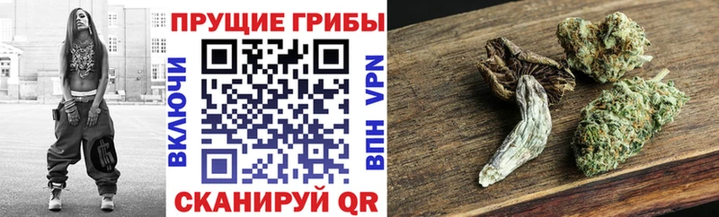 Псилоцибиновые грибы Psilocybine cubensis  хочу наркоту  Галич 
